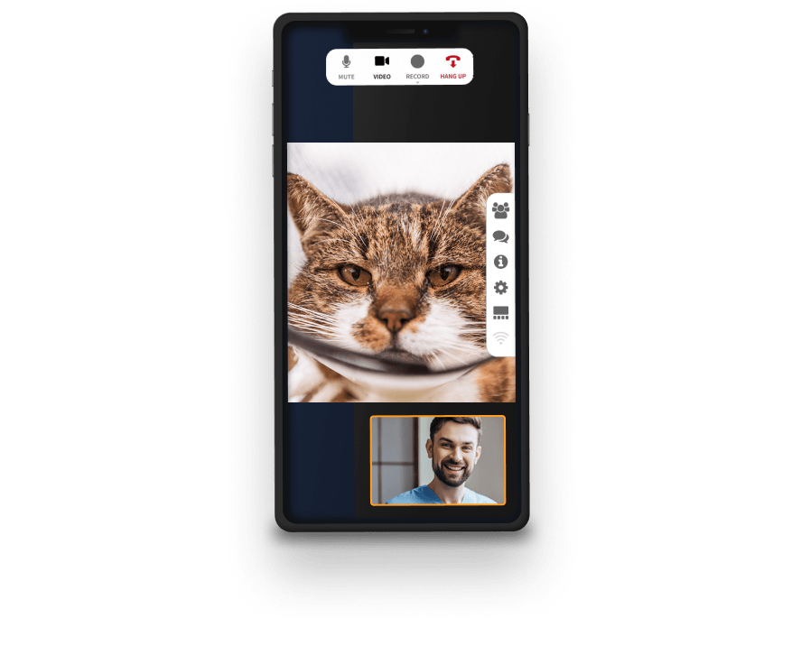 Video call with a vet for a sick cat